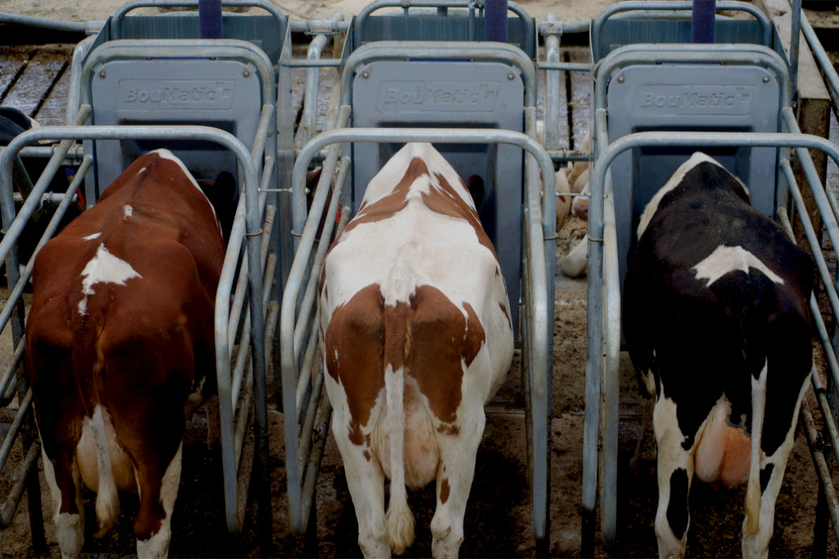 Smart Dairy Fütterungsmodul